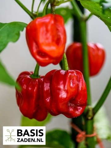 Caribische peper Habanero mix Capsicum chinense | Basiszaden.nl