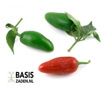 Mexicaanse peper Jalapeno M Capsicum annuum | Basiszaden.nl
