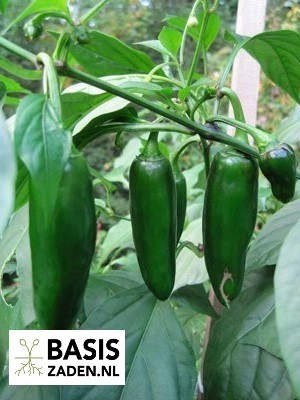 Mexicaanse peper Jalapeno M Capsicum annuum | Basiszaden.nl