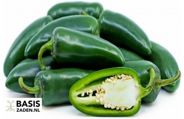 Mexicaanse peper Jalapeno M Capsicum annuum | Basiszaden.nl