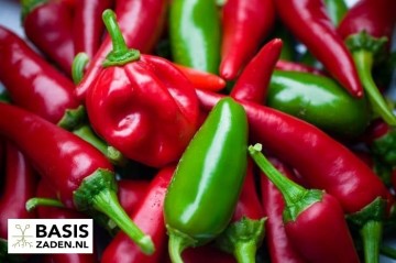 Mexicaanse peper Jalapeno M Capsicum annuum | Basiszaden.nl