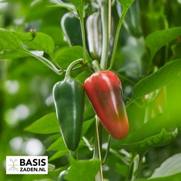 Mexicaanse peper Jalapeno M Capsicum annuum | Basiszaden.nl