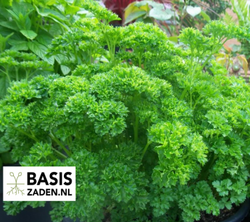 Peterselie gekrulde selectie Bravour Petroselinum crispum | Basiszaden.nl