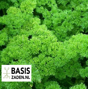 Peterselie gekrulde selectie Bravour Petroselinum crispum | Basiszaden.nl