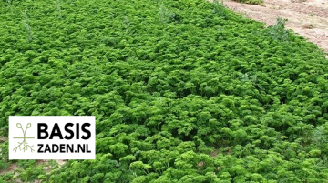 Peterselie gekrulde selectie Bravour Petroselinum crispum | Basiszaden.nl