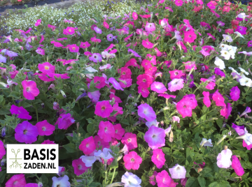 Petunia Fieldgrown mix nana compacta | Basiszaden.nl