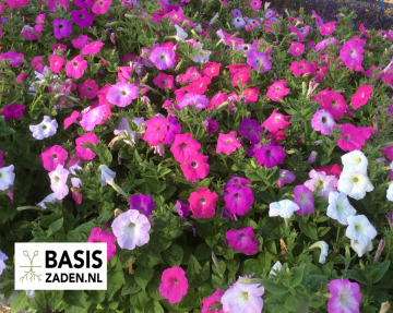 Petunia Fieldgrown mix nana compacta | Basiszaden.nl