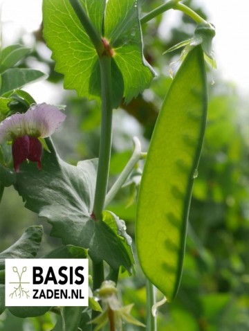Peulen Grijze Roodbloeiende Pisum sativum | Basiszaden.nl