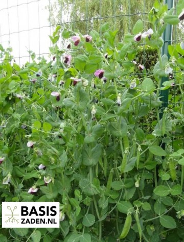 Peulen Grijze Roodbloeiende Pisum sativum | Basiszaden.nl