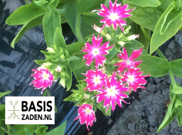 Vlambloem Cuspidata Twinkle mix Phlox drummondii | Basiszaden.nl
