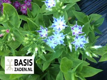Vlambloem Cuspidata Twinkle mix Phlox drummondii | Basiszaden.nl