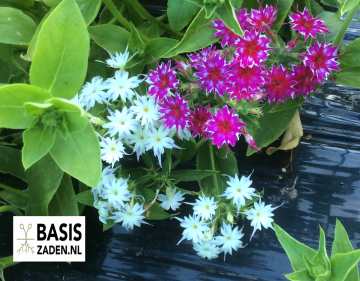 Vlambloem Cuspidata Twinkle mix Phlox drummondii | Basiszaden.nl