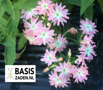 Vlambloem Cuspidata Twinkle mix Phlox drummondii | Basiszaden.nl