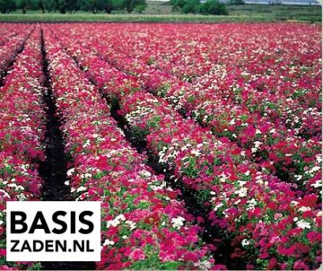 Vlambloem of Phlox Grandiflora Mix Phlox drummondii | Basiszaden.nl