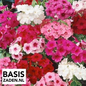 Plukbloemen-pakket | Basiszaden.nl