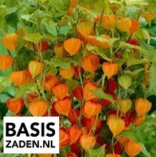 Lampionplant Franchetti orange Physalis alkekengi | Basiszaden.nl