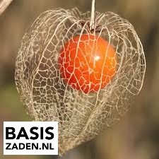 Lampionplant Franchetti orange Physalis alkekengi | Basiszaden.nl