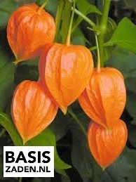 Lampionplant Franchetti orange Physalis alkekengi | Basiszaden.nl