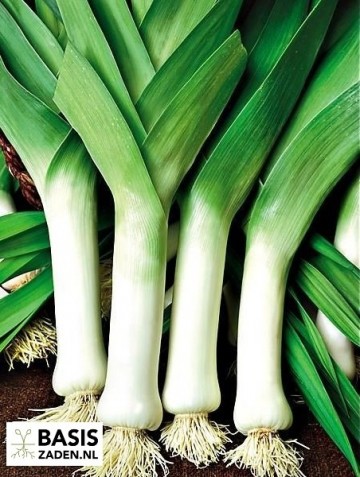 Prei Donkergroene Winter sel Bartek Allium porrum | Basiszaden.nl