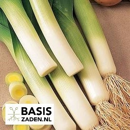 Prei Blauwgroene Herfst Allium porrum | Basiszaden.nl
