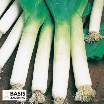 Prei Blauwgroene Herfst Allium porrum | Basiszaden.nl