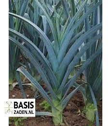 Prei Blauwgroene Herfst Allium porrum | Basiszaden.nl