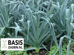 Prei Blauwgroene Winter sel Hiverbleu Allium porrum | Basiszaden.nl