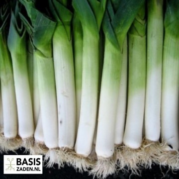 Prei Blauwgroene Winter sel Hiverbleu Allium porrum | Basiszaden.nl