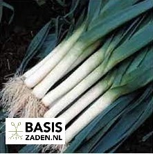 Prei Blauwgroene Winter sel Hiverbleu Allium porrum | Basiszaden.nl