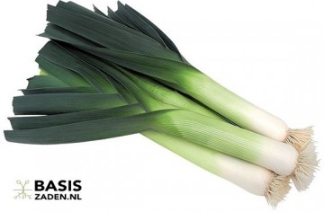 Prei Blauwgroene Winter sel Hiverbleu Allium porrum | Basiszaden.nl