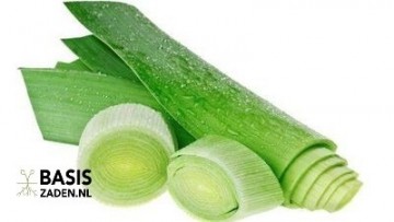 Prei Blauwgroene Herfst Allium porrum | Basiszaden.nl