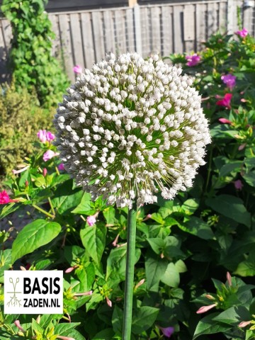 Prei Blauwgroene Herfst Allium porrum | Basiszaden.nl