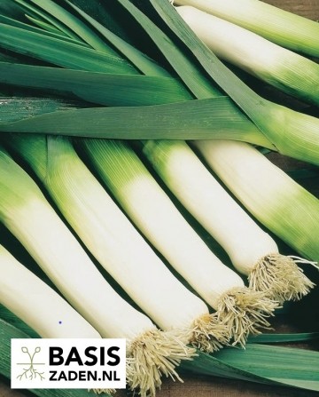 Prei Donkergroene Winter sel Bartek Allium porrum | Basiszaden.nl