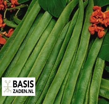 Pronkbonen Lady Di Phaseolus coccineus | Basiszaden.nl