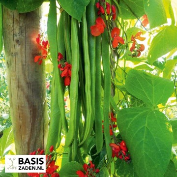 Pronkbonen Lady Di Phaseolus coccineus | Basiszaden.nl