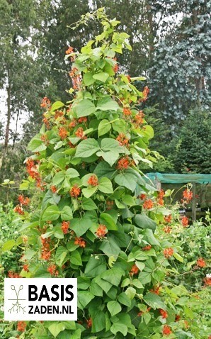 Pronkbonen Lady Di Phaseolus coccineus | Basiszaden.nl