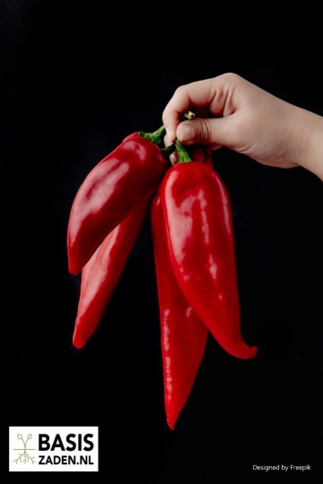 Puntpaprika Rode Koehoorn Capsicum annuum | Basiszaden.nl