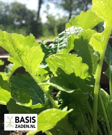Snijmoes of Raapstelen Brassica rapa | Basiszaden.nl