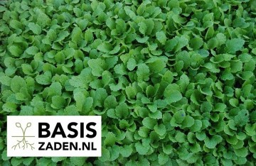 Snijmoes of Raapstelen Brassica rapa | Basiszaden.nl