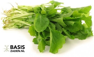Snijmoes of Raapstelen Brassica rapa | Basiszaden.nl