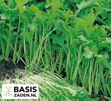 Snijmoes of Raapstelen Brassica rapa | Basiszaden.nl