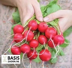 Radijs Cherry Belle Raphanus sativus | Basiszaden.nl