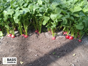 Radijs Cherry Belle Raphanus sativus | Basiszaden.nl