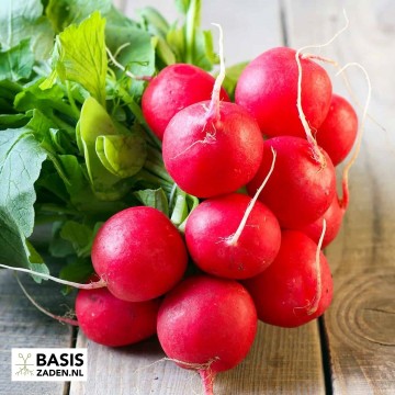 Radijs Cherry Belle Raphanus sativus | Basiszaden.nl