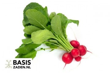 Radijs Cherry Belle Raphanus sativus | Basiszaden.nl