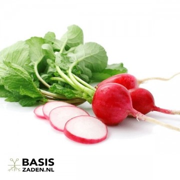 Radijs Cherry Belle Raphanus sativus | Basiszaden.nl