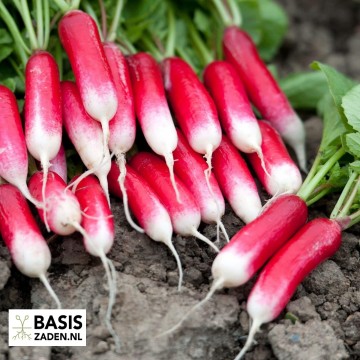 Radijs French Breakfast Raphanus sativus | Basiszaden.nl