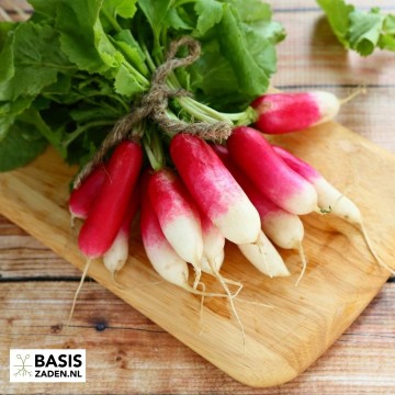 Radijs French Breakfast Raphanus sativus | Basiszaden.nl