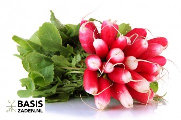 Radijs French Breakfast Raphanus sativus | Basiszaden.nl