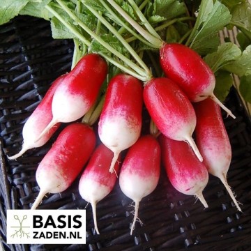 Radijs French Breakfast Raphanus sativus | Basiszaden.nl